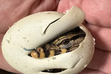 Warane kaufen und verkaufen Foto: Varanus salvator -varan skvrnitý