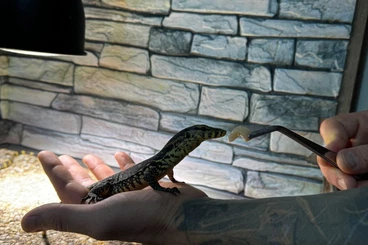 Monitor lizards kaufen und verkaufen Photo: Varanus salvator -varan skvrnitý