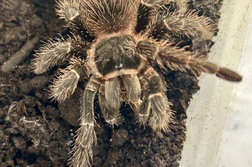 Vogelspinnen kaufen und verkaufen Foto: Vogelspinnen von klein bis groß