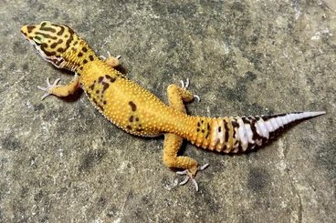 Geckos kaufen und verkaufen Photo: 0,1 Leopardgecko Emerine Tremper Albino