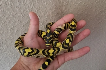 Colubrids kaufen und verkaufen Photo: Euprepiophis  Mandarinus Mandarin Ratsnake