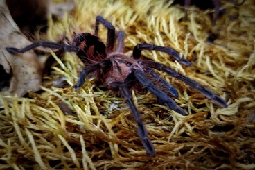- bird spiders kaufen und verkaufen Photo: Biete verschiedene Vogelspinnen für den Versand oder Börse Berlin