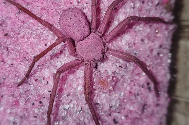 other spiders kaufen und verkaufen Photo: Biete verschiedene Araneomorphae für Versand oder Börse Berlin