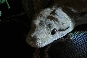Boas kaufen und verkaufen Photo: Boa imperator 0.1 . Aztec Motley .4 Jahre alt