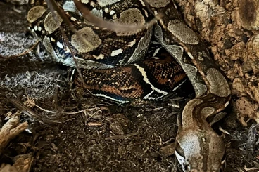 Boas kaufen und verkaufen Photo: Boa Imperator 0.1 von 22. Wildtyp ph.Albino Leopard