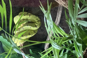 Pythons kaufen und verkaufen Photo: Morelia Viridis 0.0.1 Biak
