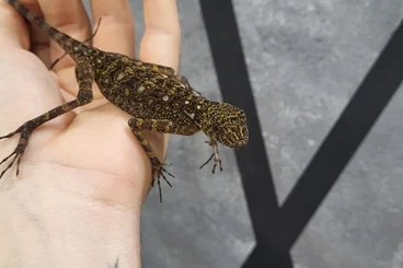 Agamen kaufen und verkaufen Foto: Mantheyus phuwuanensis 0.1