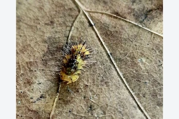 other Arthropoda kaufen und verkaufen Photo: laureola durian isopods ...