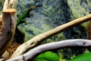 Echsen  kaufen und verkaufen Foto: Anolis Marmuratus Capesterre 1.1