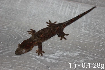 Geckos kaufen und verkaufen Photo: Mniarogekko chahoua Red Mainland