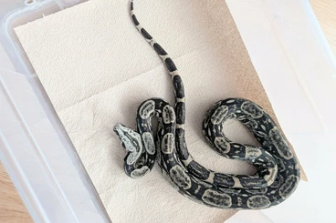 Boas kaufen und verkaufen Photo: 1.0 Boa Longicauda anery CB 2023