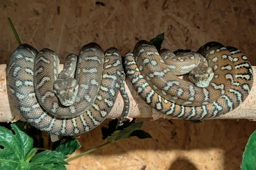 Pythons kaufen und verkaufen Photo: 1.1 Morelia bredli (Centralian Carpet Python) CB 2022