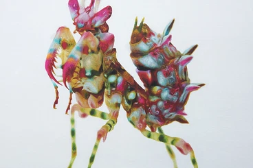 Insekten kaufen und verkaufen Foto: Idolomantis diabolica, Pseudocreobotra wahlbergii, Tarachodula panther