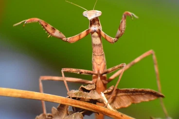 Insects kaufen und verkaufen Photo: Mantis to offer for Ziva / Hamm / Houten