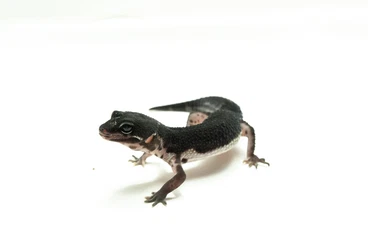 Geckos kaufen und verkaufen Photo: 0,0,4 Black Night Pure Leopardgeckos (Weibchen)