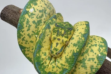 Pythons kaufen und verkaufen Photo: Morelia viridis Kingline x Kingline 1.0 High Yellow