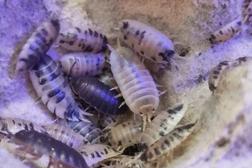 other Arthropoda kaufen und verkaufen Photo: Porcellio laevis 'Panda'  zu verkaufen