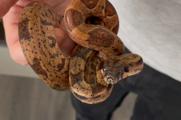 Boas kaufen und verkaufen Photo: 1.0 Onyx IMG Boa Constrictor Imperator