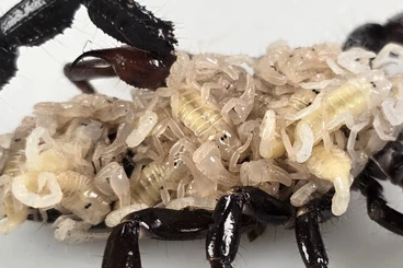 Spiders and Scorpions kaufen und verkaufen Photo: Skorpione, Pandinus imperator, Kaiserskorpion