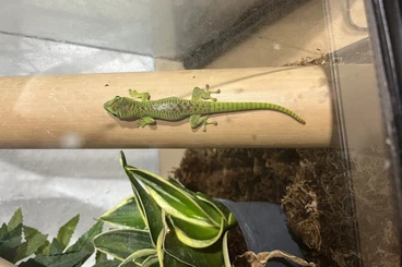 Geckos kaufen und verkaufen Foto: 0.01 Phelsuma grandis