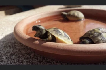 Other Agama kaufen und verkaufen Photo: Griechische Landschildkröten