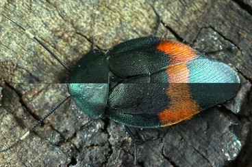 Insects kaufen und verkaufen Photo: Rare cockroaches bulk