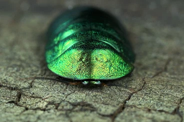 Insekten kaufen und verkaufen Foto: Ornamental and feeding cockroaches