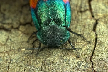 Insekten kaufen und verkaufen Foto: Feeding and Ornamental cockroaches