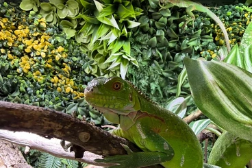 andere Echsen kaufen und verkaufen Foto: Iguana delicatissima CB2025