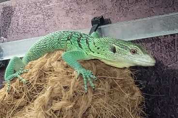 Warane kaufen und verkaufen Foto: Varanus prasinus SORONG, eigene Nachzuchten