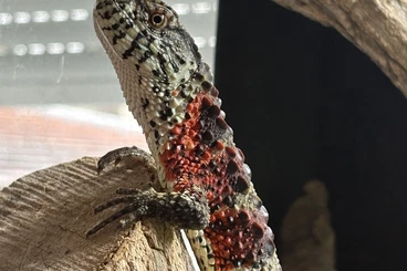 Echsen  kaufen und verkaufen Foto: Shinisaurus crocodilurus 0.0.3