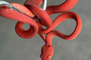 Schlangen kaufen und verkaufen Foto: Corallus Hortulanus NZ‘25