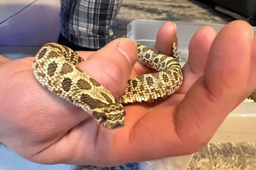 Nattern ungiftige  kaufen und verkaufen Foto: Heterodon nasicus Hakennasennatter 0.1 classic