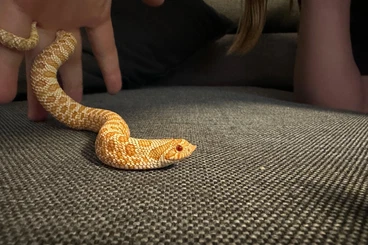 Nattern ungiftige  kaufen und verkaufen Foto: Heterodon nasicus Hakennasennatter 1.0 Albino 50% Het Snow