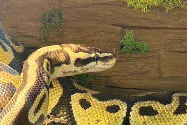 Ball Pythons kaufen und verkaufen Photo: 0.1 Pastel aus 2014 mit HKN