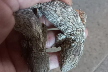 Echsen  kaufen und verkaufen Foto: Hamm 14.3., main hall row 16