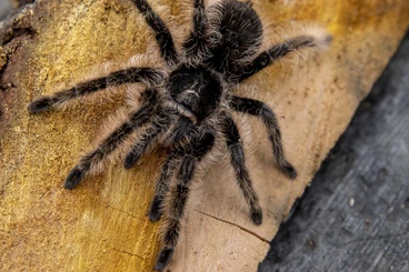 Spiders and Scorpions kaufen und verkaufen Photo: List for Terraristika Hamm (14.03.):