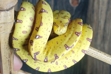 Pythons kaufen und verkaufen Photo: Baumpython Morelia viridis NZ25