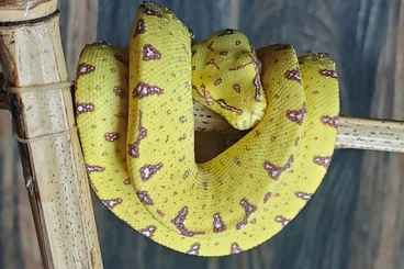 Pythons kaufen und verkaufen Photo: Baumpython NZ25