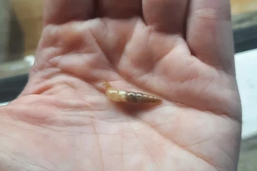 Mollusca kaufen und verkaufen Photo: Babyschnecken als Futtertiere