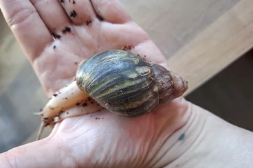Schnecken kaufen und verkaufen Foto: Archachatina Ventricosa Jungtiere