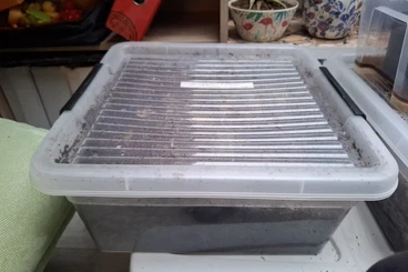 andere Wirbellose kaufen und verkaufen Foto: Bodenpolizei Subtrat mit Asseln und Schnecken