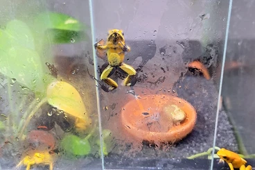 Poison dart frogs kaufen und verkaufen Photo: Hamm möglich: Phyllobates Terribilis, Schrecklicher Pfeilgiftfrosch