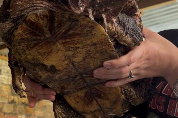 Schildkröten  kaufen und verkaufen Foto: Amazon Turtles: Chelus fimbriata, Podocnemis unifilis, Mesoclemmys ...