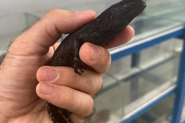 Lizards kaufen und verkaufen Photo: Amazon Lizards: Dracaene Guianensis, Uracentron Flaviceps, Stenocercus