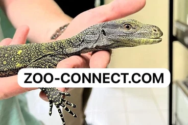 Monitor lizards kaufen und verkaufen Photo: Varanus species from Indonesia