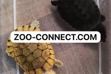 Sumpfschildkröten kaufen und verkaufen Foto: Red & Melanistic Mata Mata, Melanistic & Yellow Mesoclemmys wermuthi