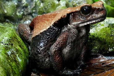 frogs kaufen und verkaufen Photo: Bufo blombergi,  Rhaebo blombergi