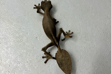 Geckos kaufen und verkaufen Foto: uroplatus phantasticus available