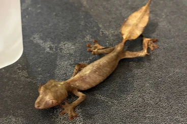Geckos kaufen und verkaufen Photo: uroplatus phantasticus available